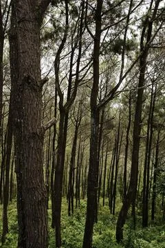Trees Pine Foto stock
