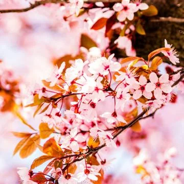 Trees pink blossoming, spring time Stock Photos