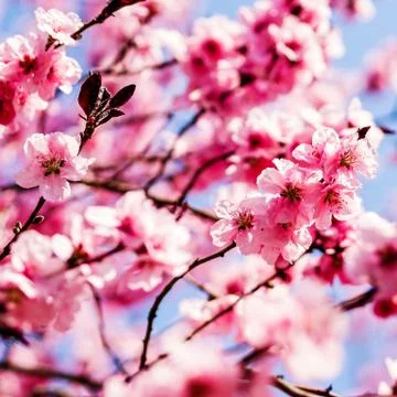 Trees pink blossoming, spring time Stock Photos