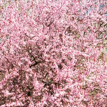 Trees pink blossoming, spring time Stock Photos