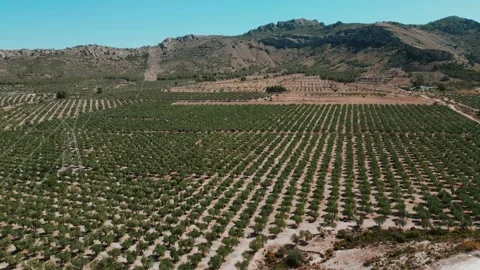 Trees planted and growing in the desert with mountains around Stock-Footage 314674164