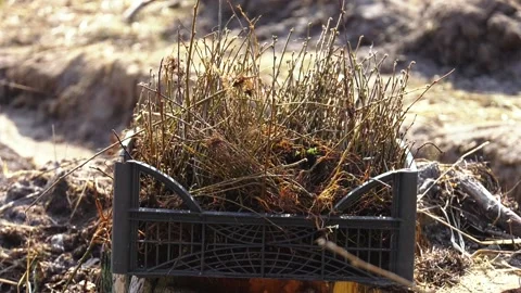 The trees planted by man. Earth day Video stock 128917564