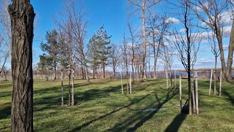 Trees planted in the park Stock Footage 330970627