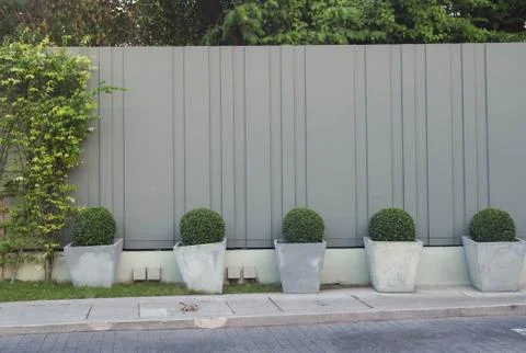 Trees planted in pots in front of a gray wall. Stock Photos