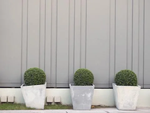 Trees planted in pots in front of a gray wall. Stock Photos