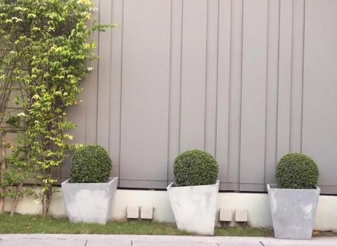 Trees planted in pots in front of a gray wall. Stock Photos