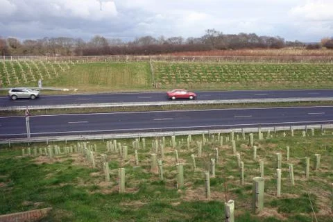 Trees planted by road Stock Photos
