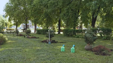 Trees for planting, preparing for tree planting Stock Footage 335611387