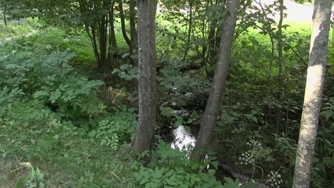 Trees plants stream flowing water green nature forest sunlight Stock Footage 332649858