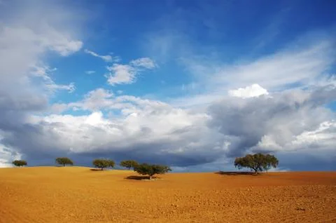 Trees in plowed field, clouds in sky Stock Photos