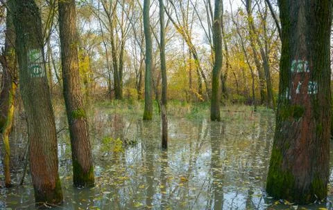 Trees in pond Stock Photos