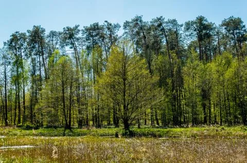  Trees by the pond Stock Photos