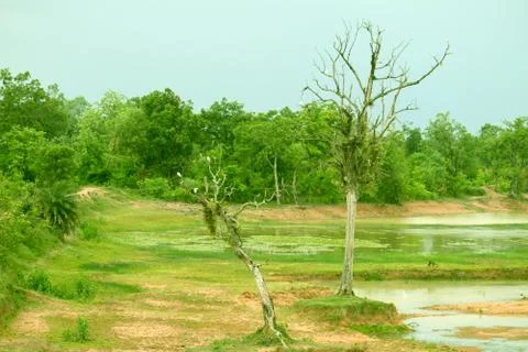 Trees in pond Foto stock