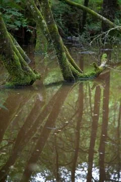 Trees in pond Stock Photos