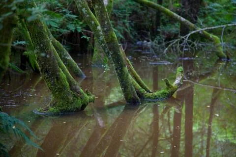 Trees in pond Stock Photos