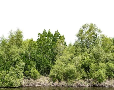 Trees with pond on white background.  Background concept Stock Photos