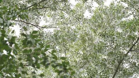 Trees in the Poplar Fluff Stock Footage 89734218