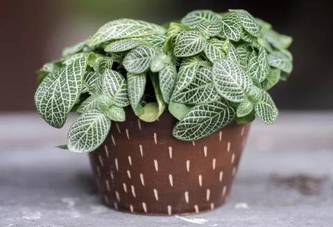 Trees with pot Stock Photos