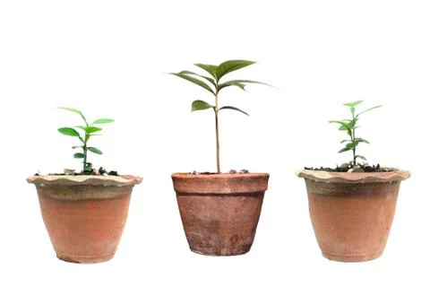 Trees in pots on isolated Stock Photos