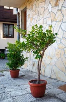Trees in pots outdoors Stock Photos