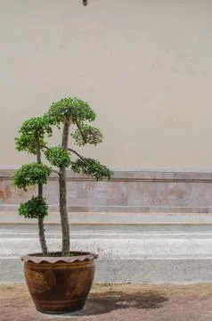 Trees in pots Stock Photos