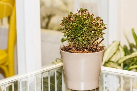 Trees in pots on table Фото