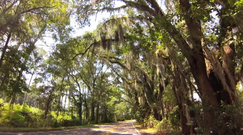 Trees, POV canopy road of arching Live Oaks, Sunshine, Spanish Moss Stock Footage 29053338