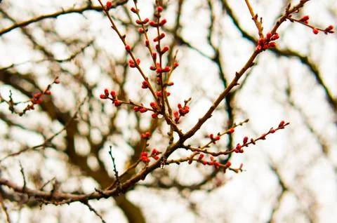 Trees prepare for flowering in spring Stock Photos
