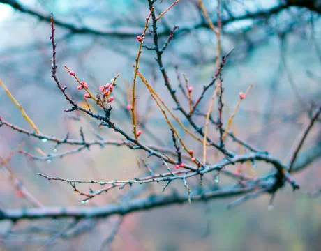 Trees prepare for flowering in spring Stock Photos