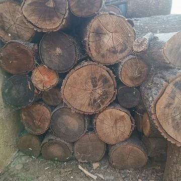 Trees prepared for winter Stock Photos