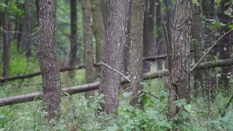 Trees in primary forest Stock Footage 261419436