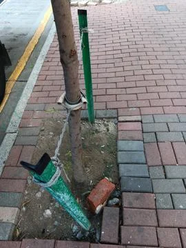 Trees protection Foto stock