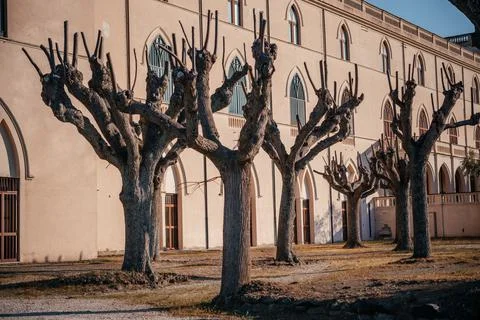 Trees pruned with pollard tree pruning method Stock Photos