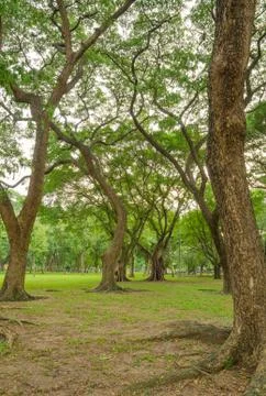 Trees in public park Stock Photos