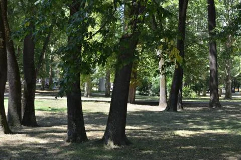 Trees in a public park Stock Photos