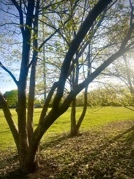 Trees in Public Park Stock Photos