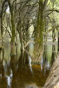 Trees in a puddle, trunks covered with moss, branches without foliage. Stock Photos