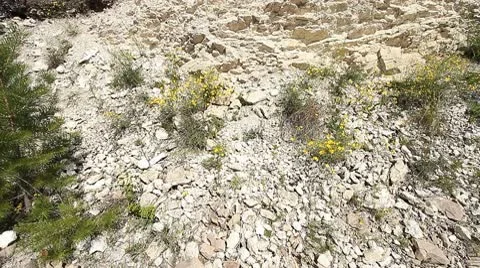 Trees in quarry 10 Stock-Footage 10578239