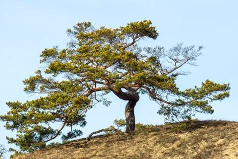 Trees with radiating power Stock Photos