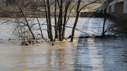 Trees in a raging river 動画素材 1117733