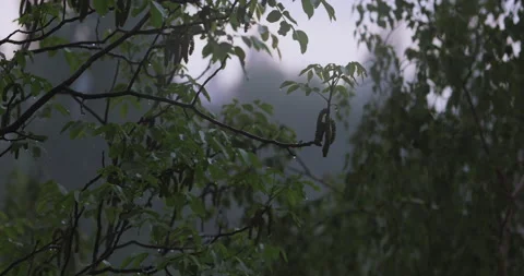 Trees in the rain close up dolly shot 4K Stock-Footage 155128635