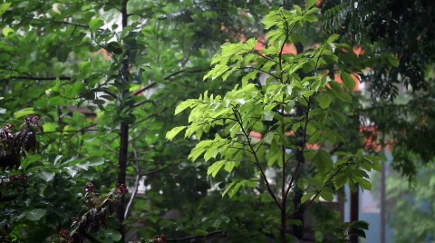 Trees in a rain Video stock 757781