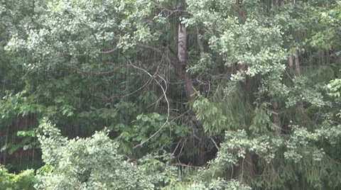 Trees in the rain 스톡 동영상 8775448