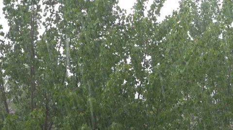 Trees in the rain Video stock 8775588