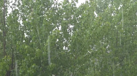 Trees in the rain Видео 8775608