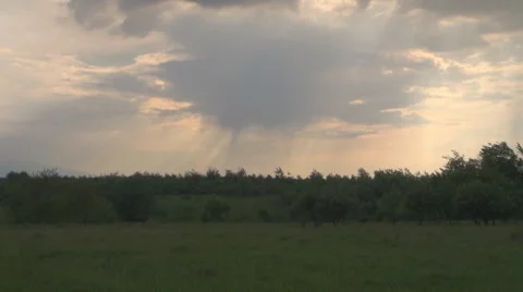 Trees in the rain Видео 8776704
