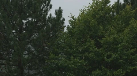 Trees in The Rain Stock Footage 40846670