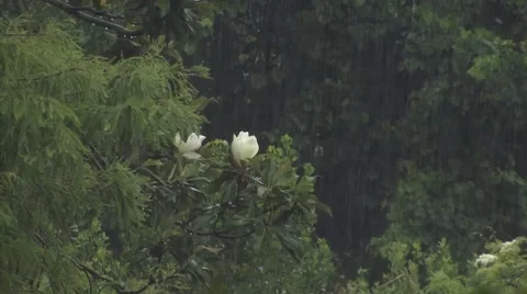 Trees in rain Stock Footage 41733718