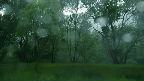 Trees in the rain Stock Footage 73149428