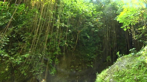 Trees in the rain forest by the river in Bali Stock Footage 41379668